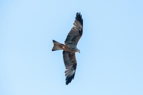 RKF_6542
