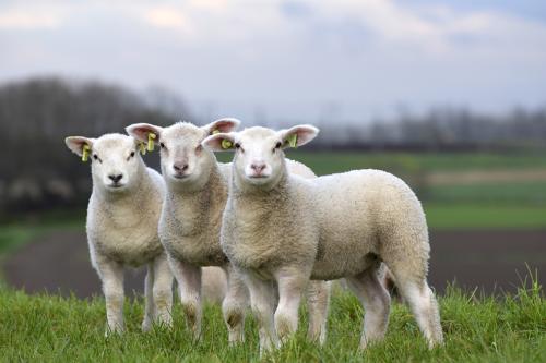 Schapen bij Moerdijkbrug